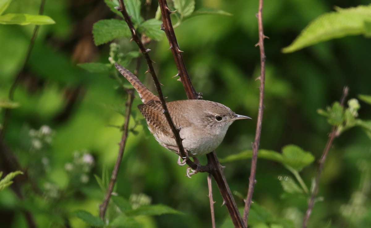 Northern House Wren - ML225610711