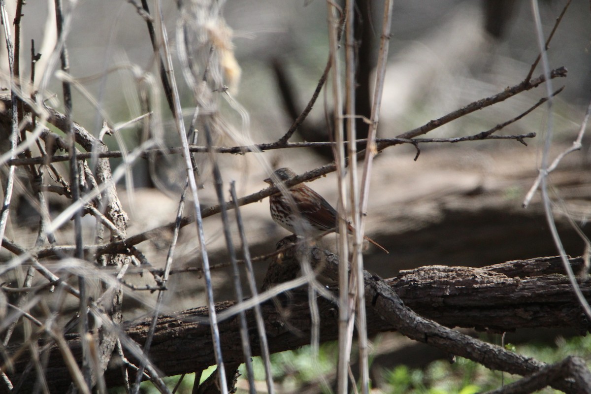 Fox Sparrow - ML225610871