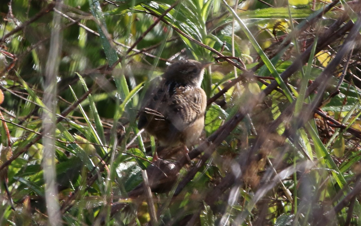 Sedge Wren - ML225610931