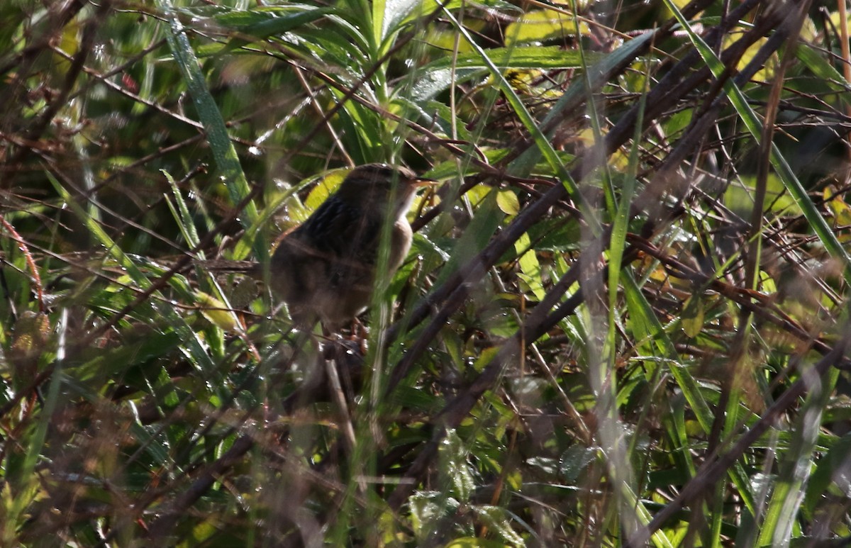 Sedge Wren - ML225610951
