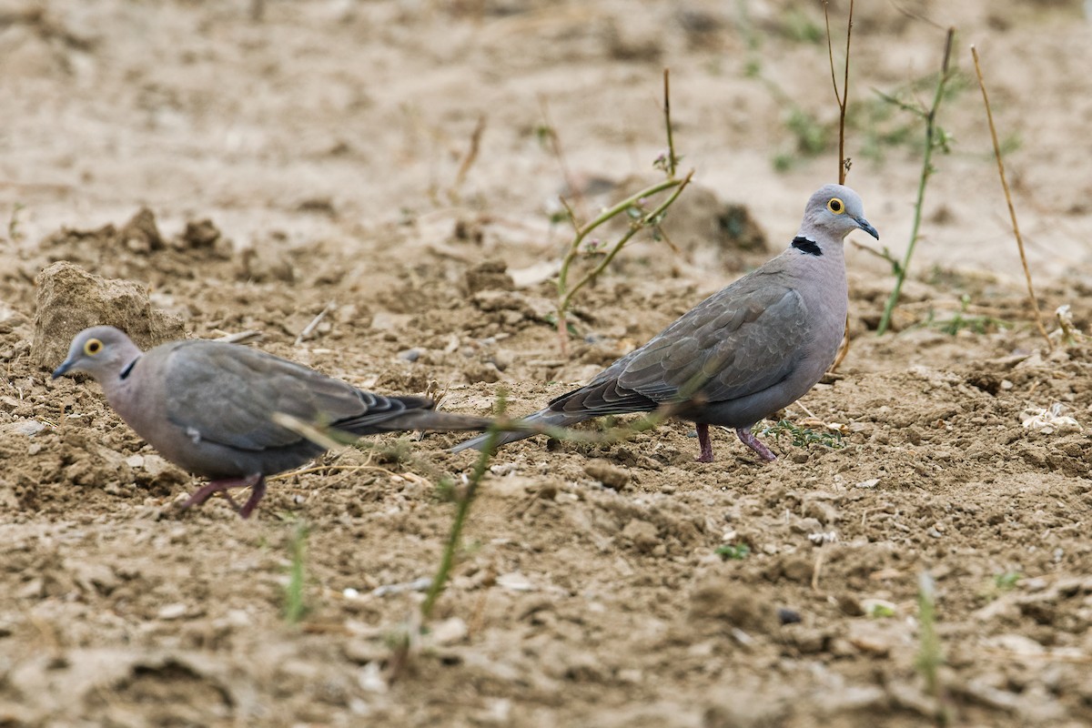 Burmese Collared-Dove - ML225611901