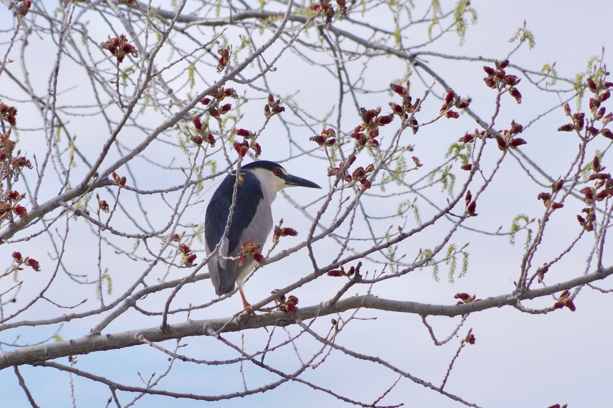 Black-crowned Night Heron - Alex Patia