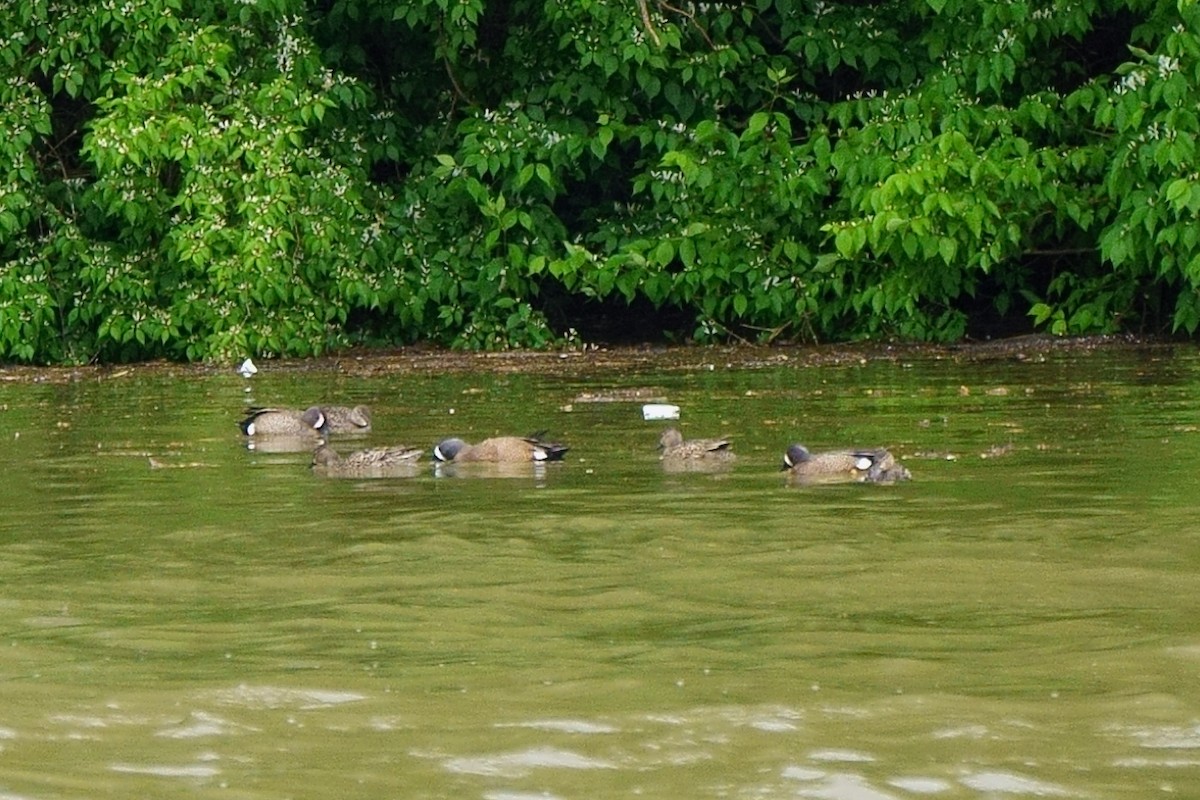 Blue-winged Teal - ML225613491