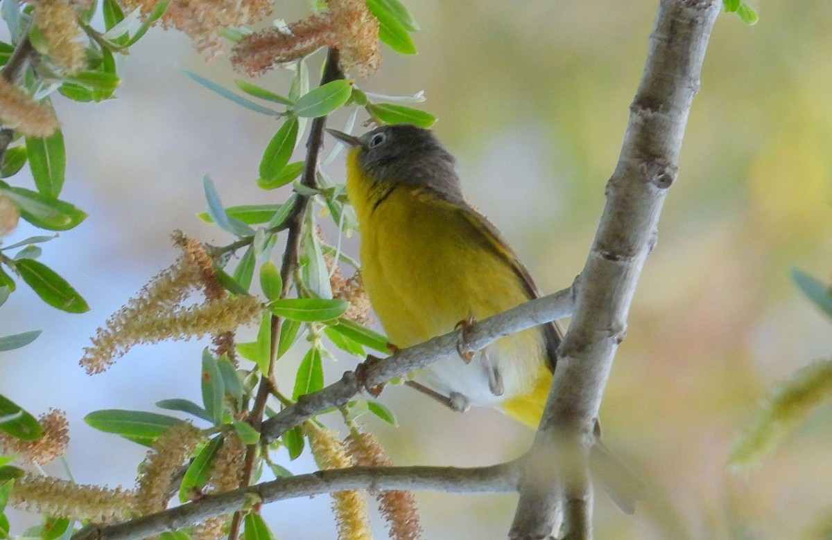 Nashville Warbler - Greg Cross