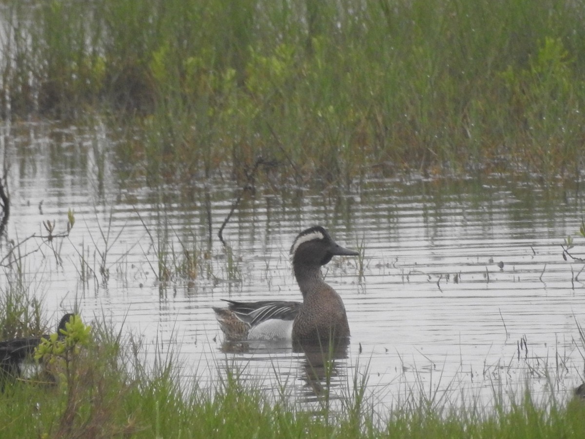 Garganey - Kay Zagst