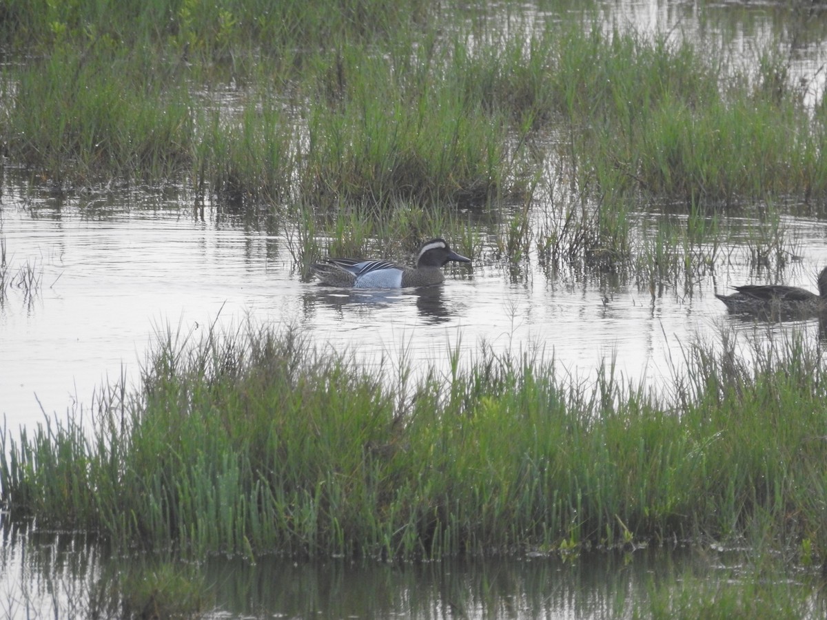 Garganey - Kay Zagst