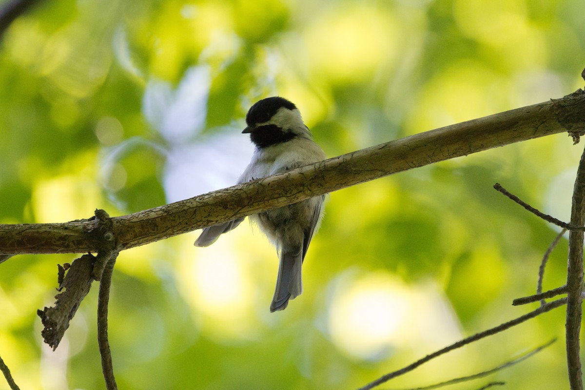 Black-capped Chickadee - Matthew Clark