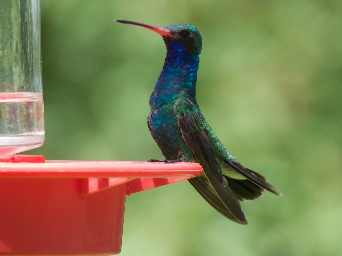 Colibrí Piquiancho Común - ML225618261