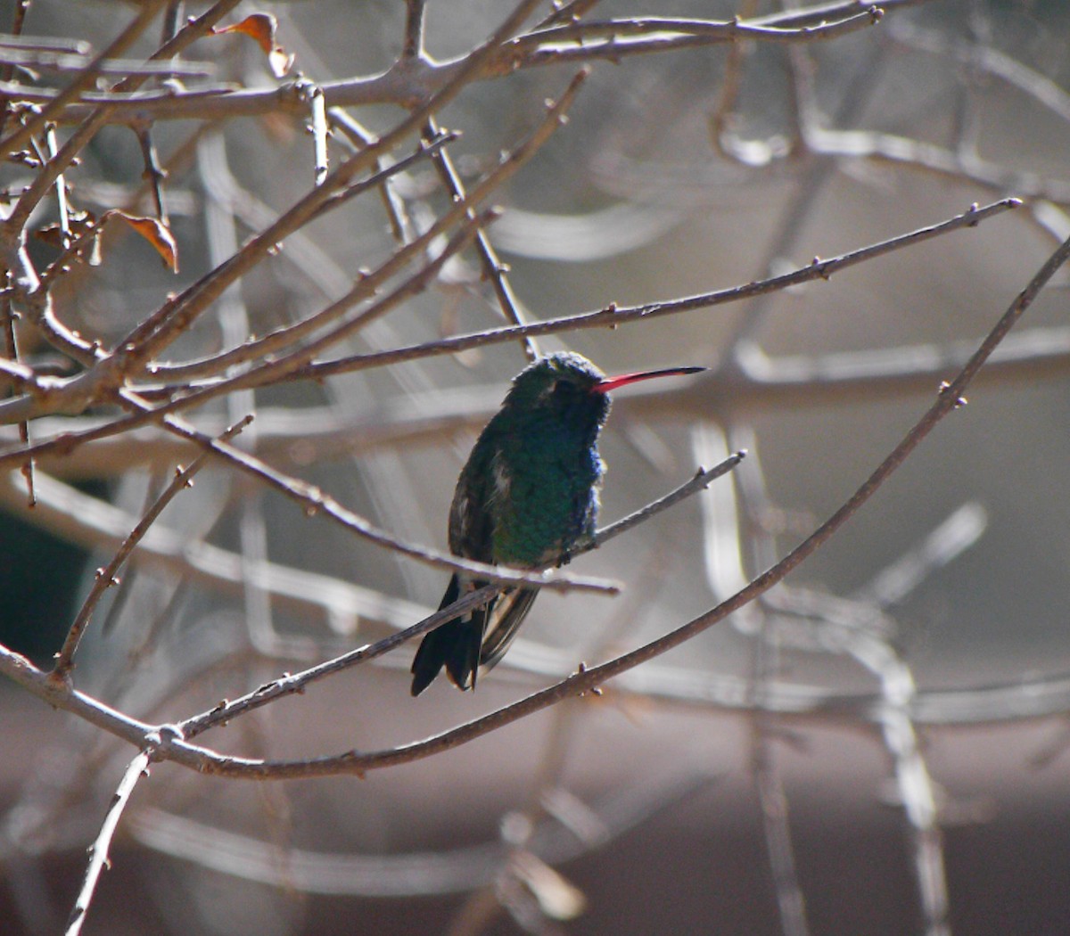 Broad-billed Hummingbird - ML22561831