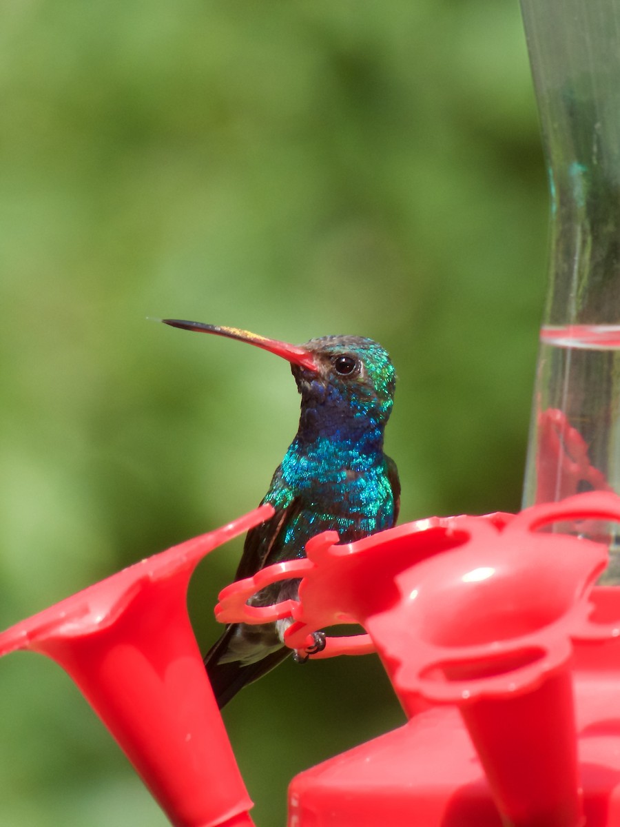 Colibrí Piquiancho Común - ML225619061