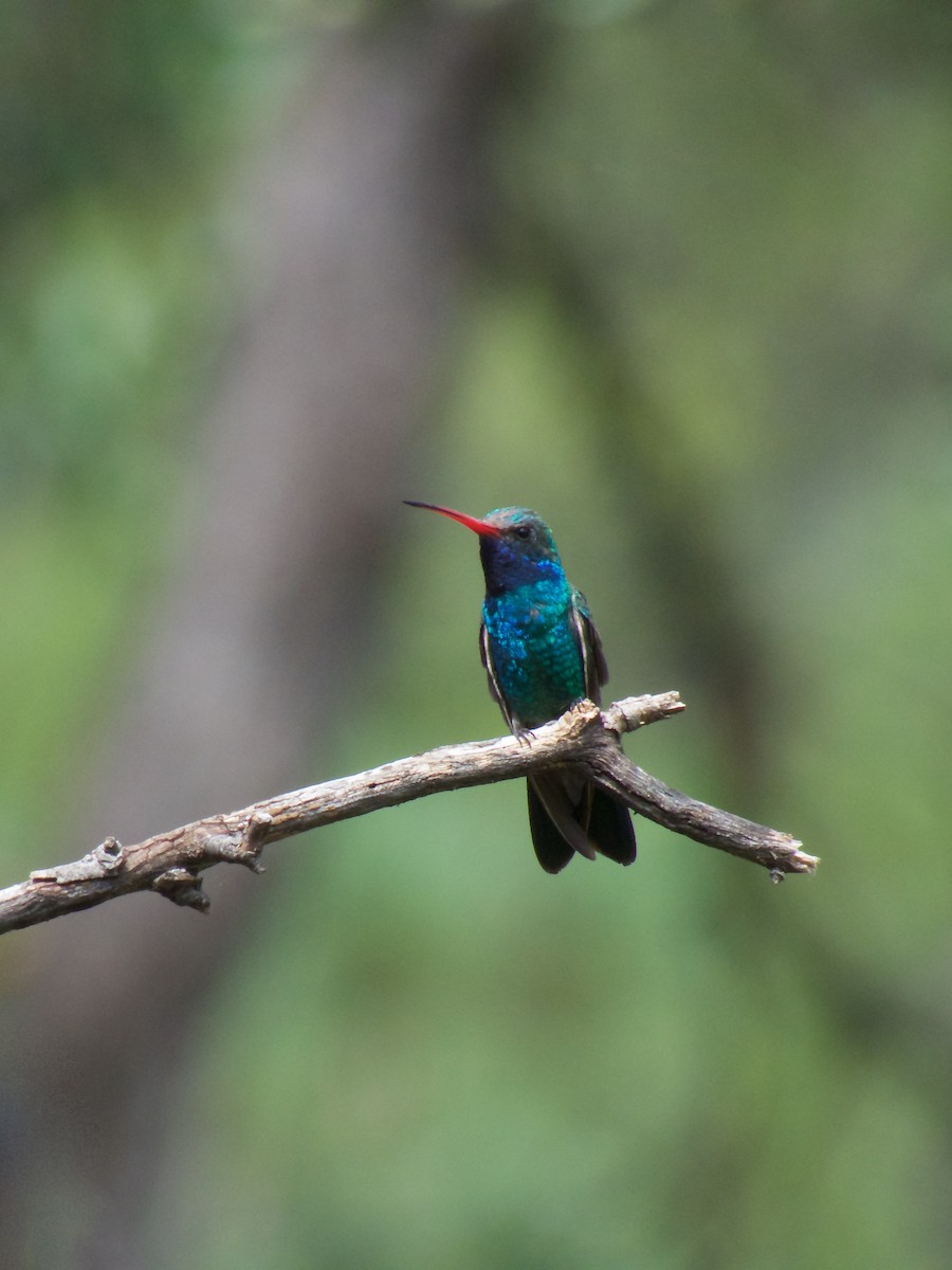 Colibrí Piquiancho Común - ML225619081