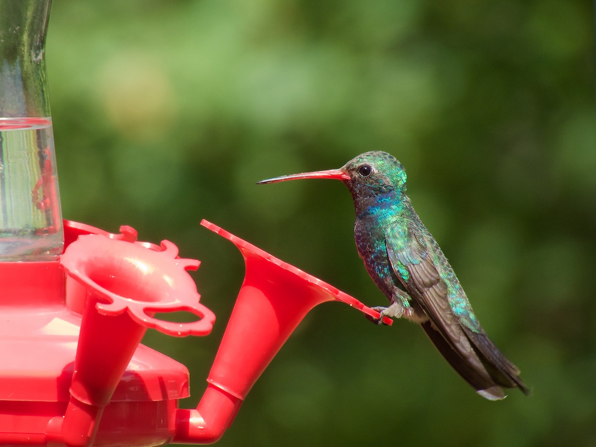 Broad-billed Hummingbird - Danny Tipton