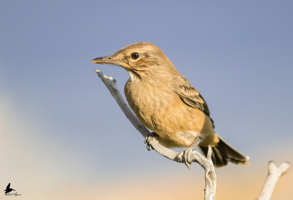 Gray-bellied Shrike-Tyrant - ML225619701