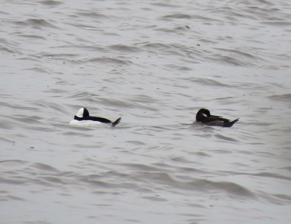 Bufflehead - Janis Stone