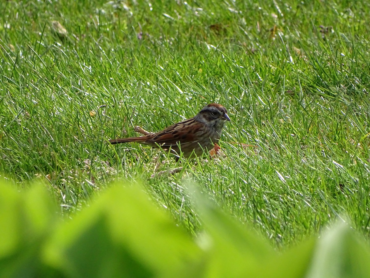 Swamp Sparrow - ML225624341