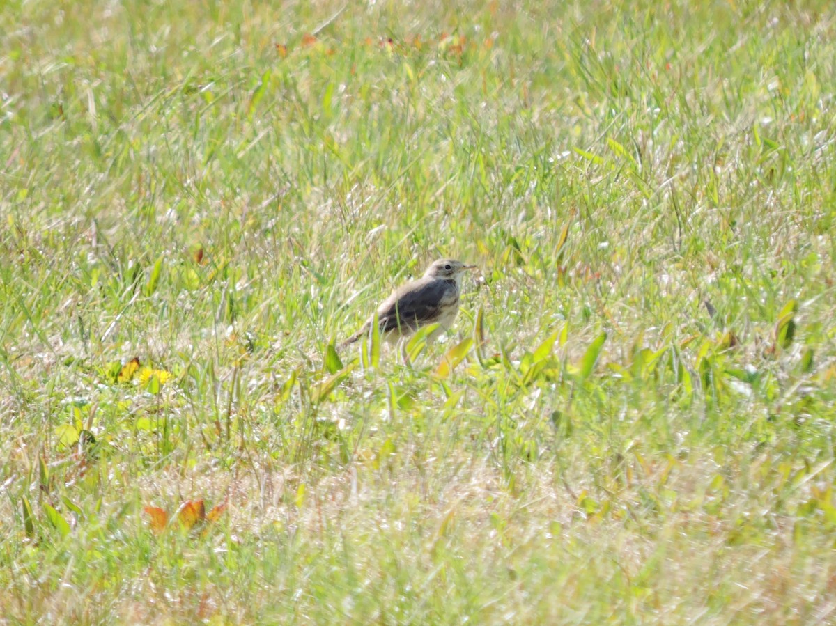 American Pipit - Thomas Williams