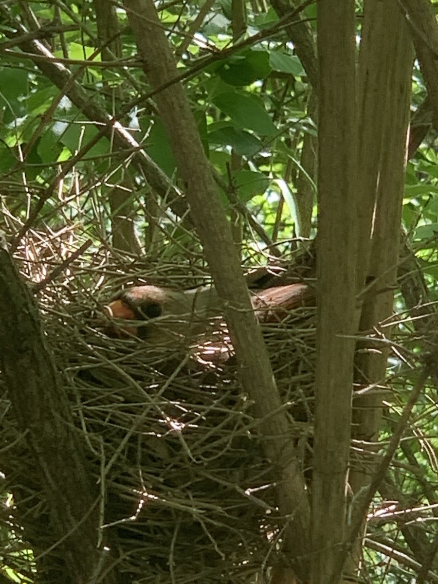 Northern Cardinal - ML225626191