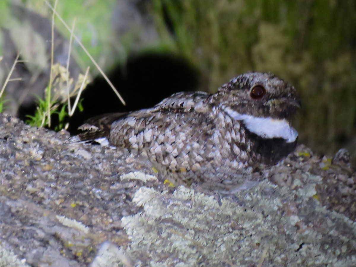 Common Poorwill - Danny Tipton