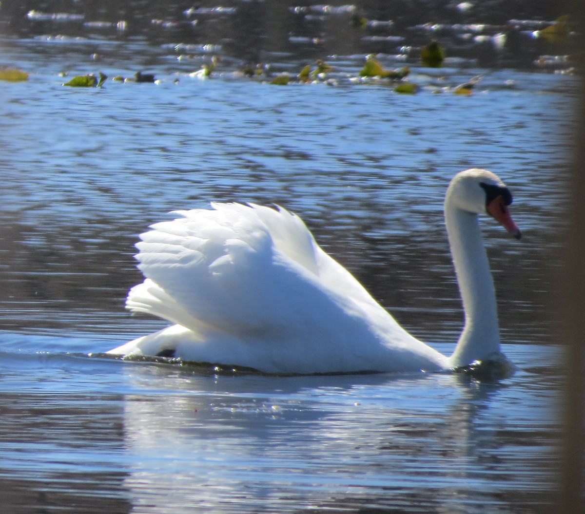 Cygne tuberculé - ML225629031