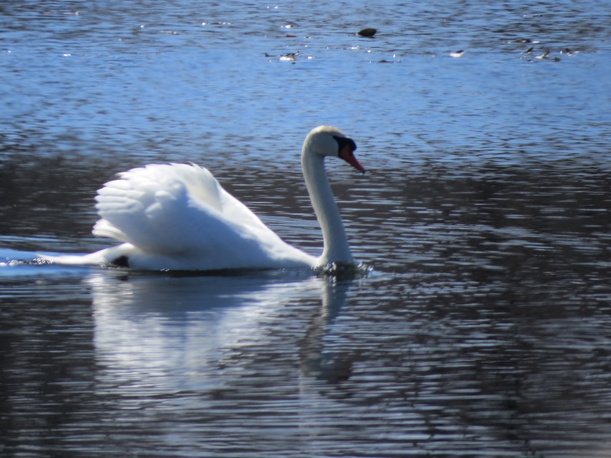 Cygne tuberculé - ML225629071