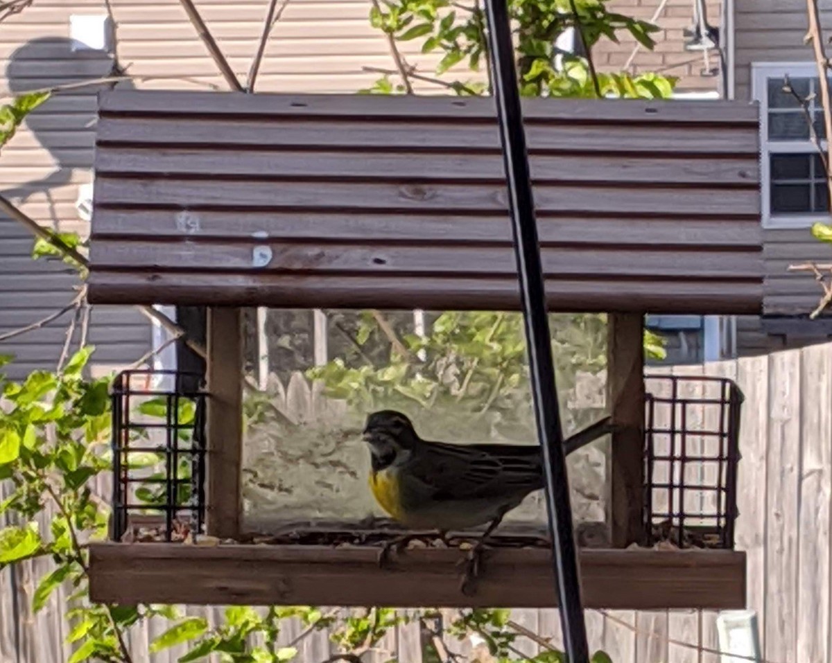 Dickcissel - ML225632251