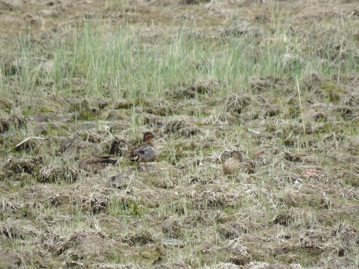 Green-winged Teal - ML225632551