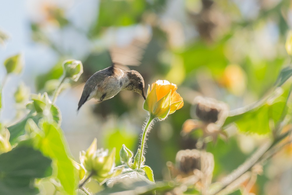 Colibrí de Arica - ML225632641