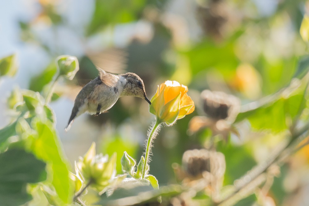 Colibrí de Arica - ML225632651