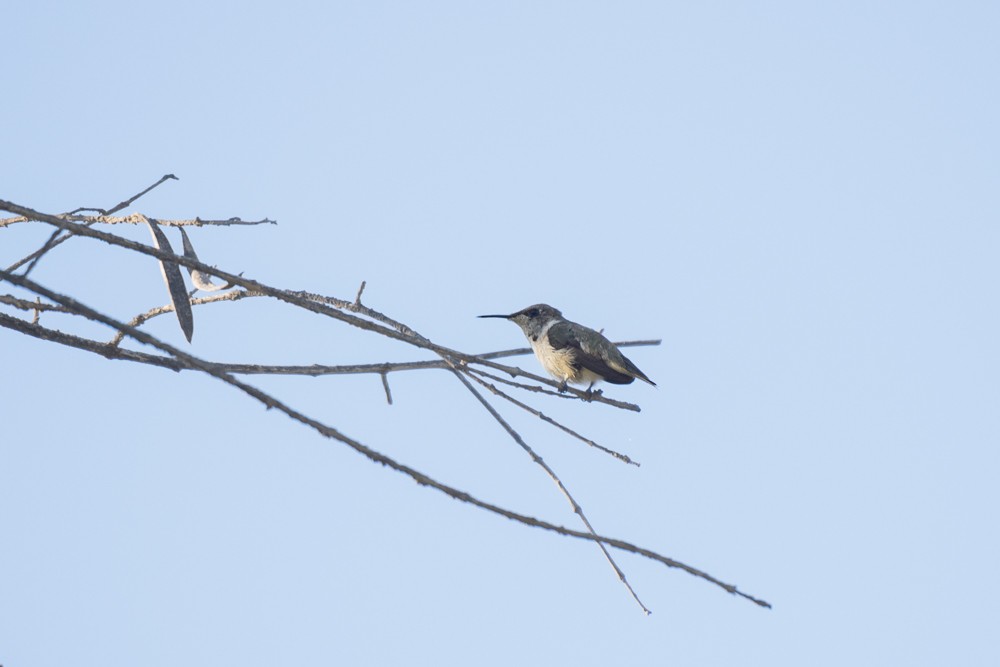 Colibrí de Arica - ML225632711