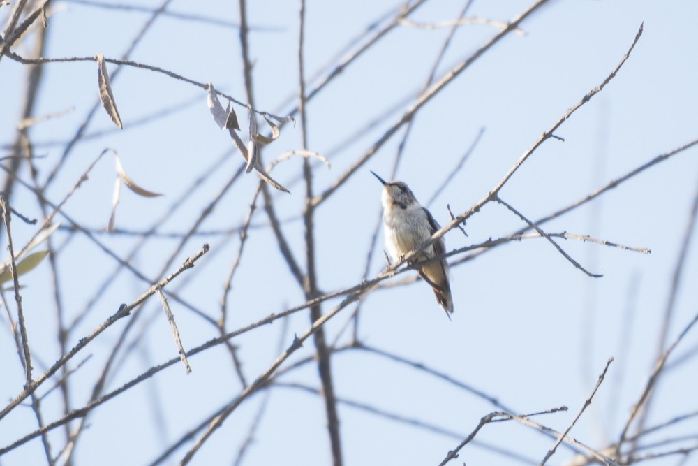 Colibrí de Arica - ML225632731