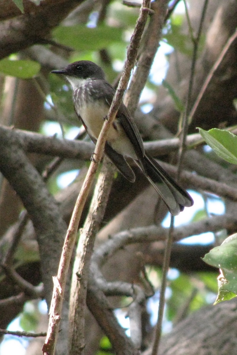 Northern Fantail - ML225634801