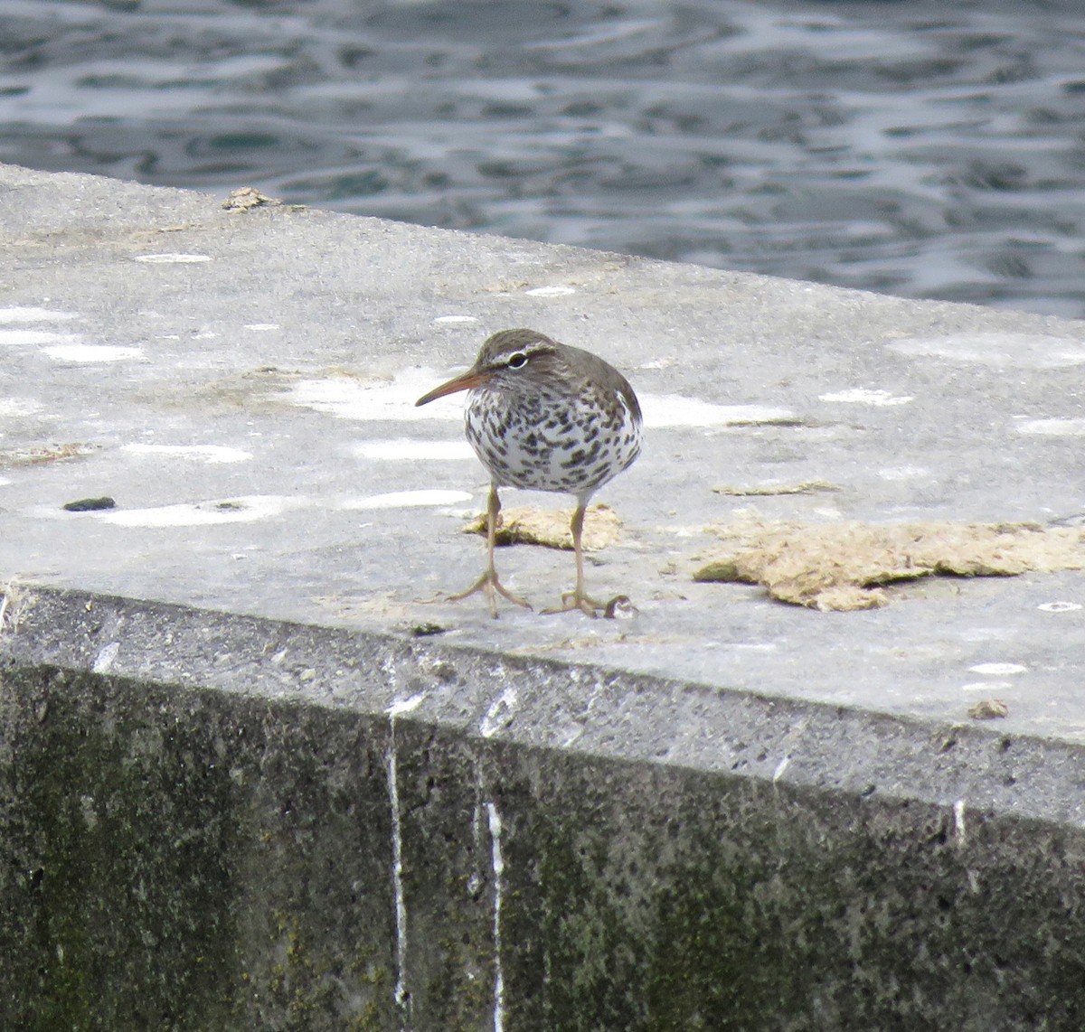 Spotted Sandpiper - ML225635571