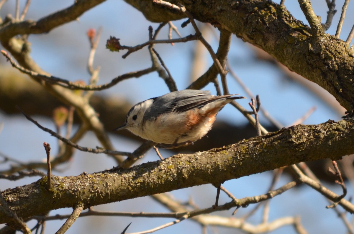 White-breasted Nuthatch - John Cebula