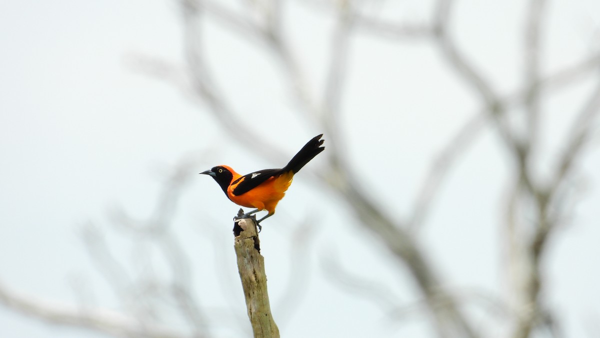 Oriole à dos orange - ML225635761