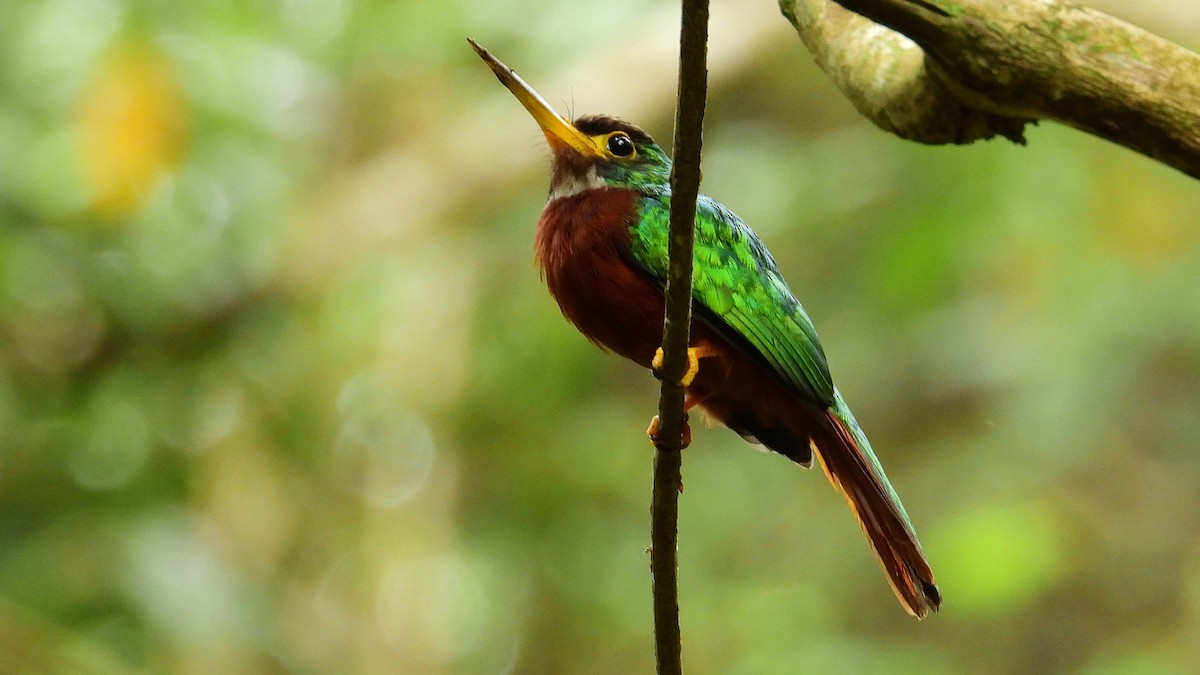 Jacamar à bec jaune - ML225636251