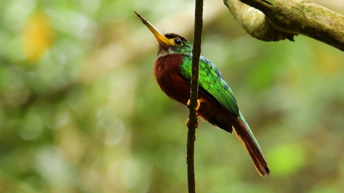 Yellow-billed Jacamar - Jorge Muñoz García   CAQUETA BIRDING