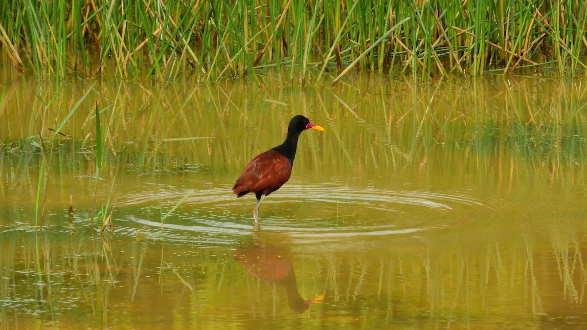 Jacana noir - ML225636421