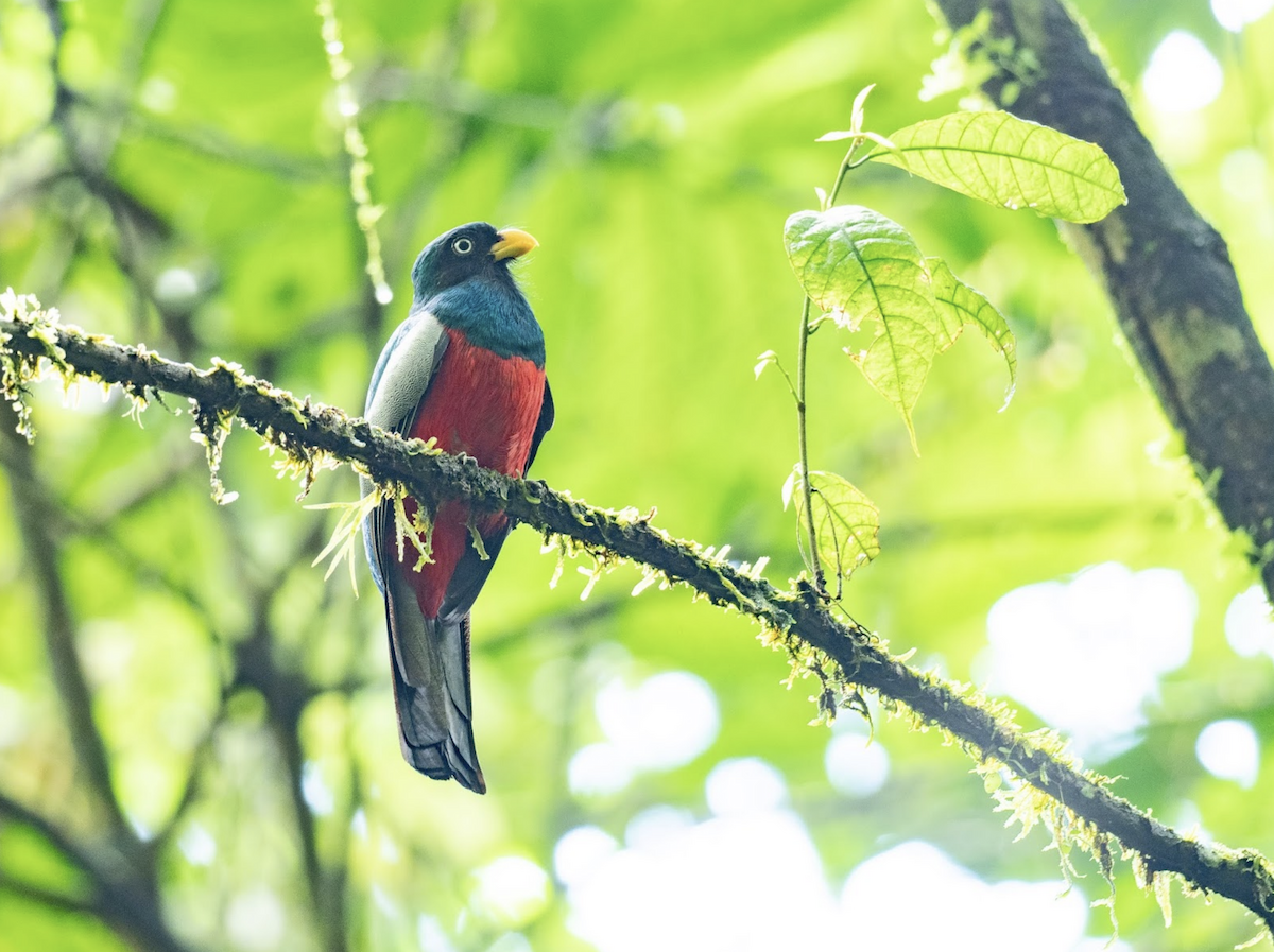 Slaty-tailed Trogon - ML225636641