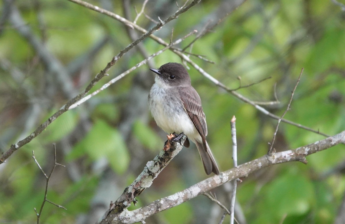 Eastern Phoebe - ML225637201