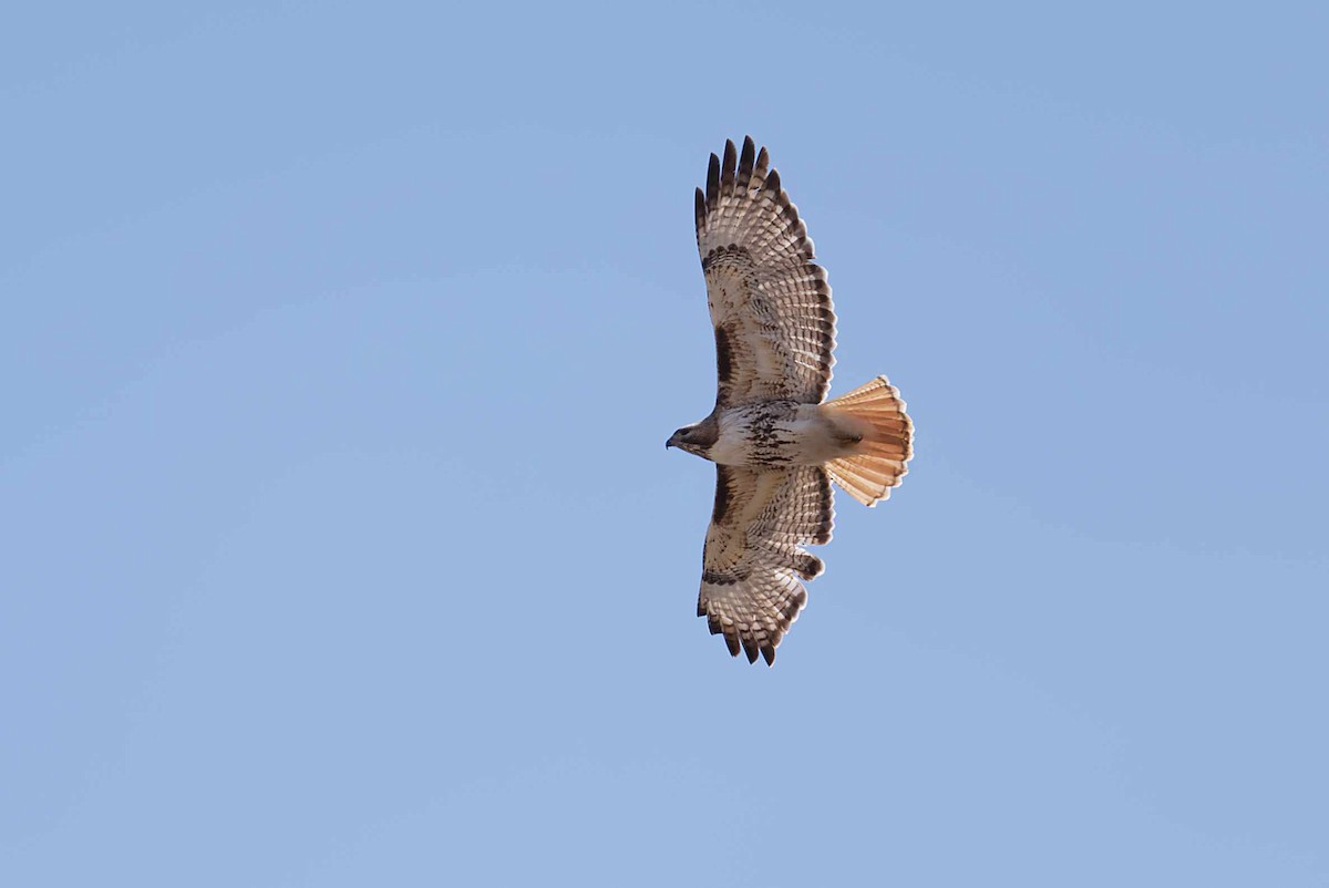 Red-tailed Hawk - ML225638031
