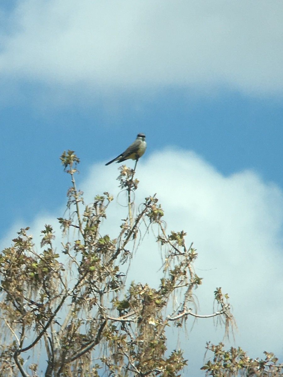 Western Kingbird - ML225639971