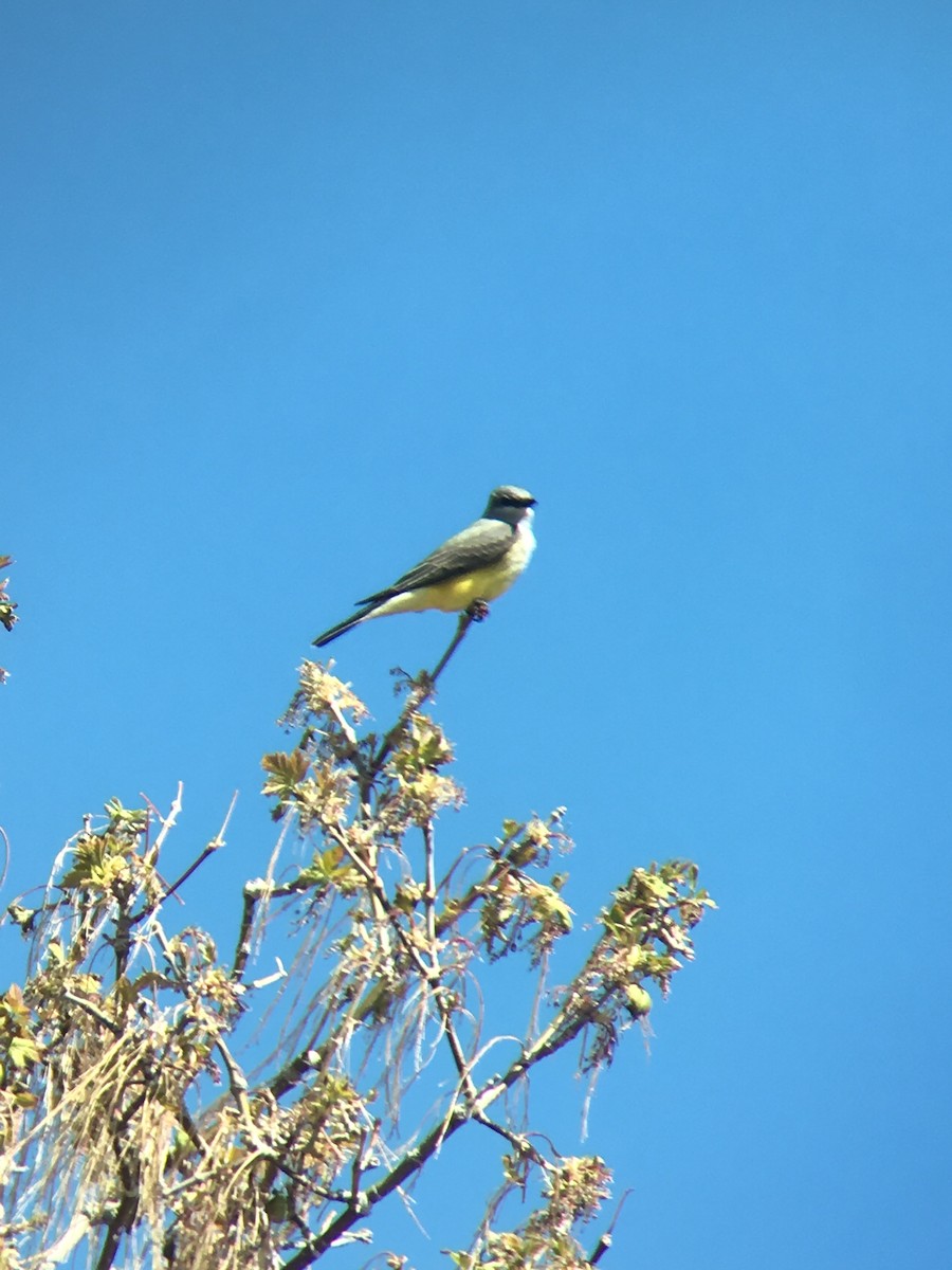 Western Kingbird - ML225640141