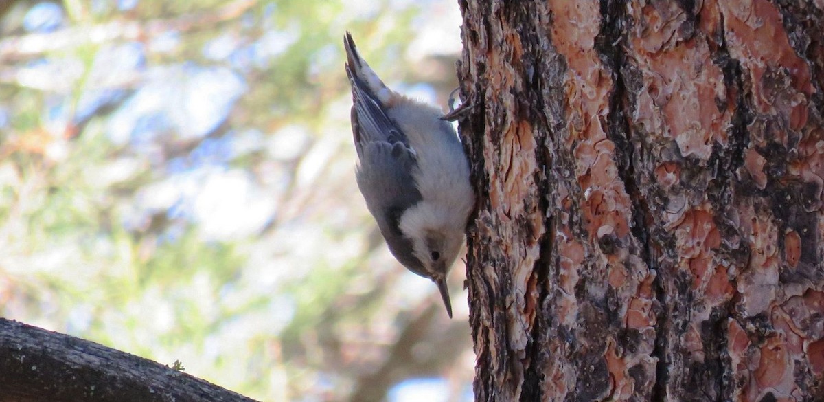 White-breasted Nuthatch - ML225641531