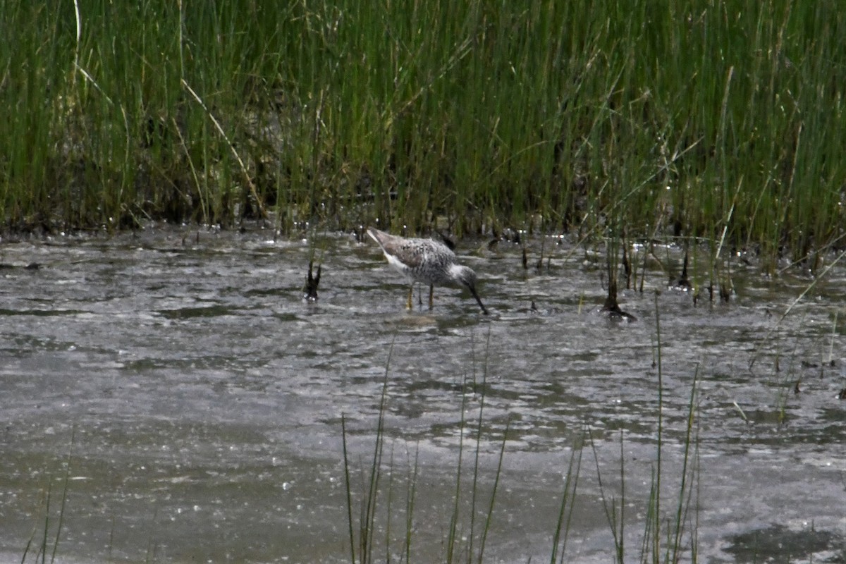 Greater Yellowlegs - Sabrina O