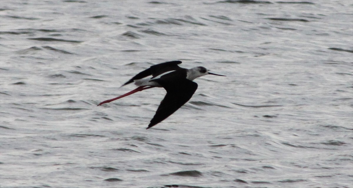 Black-winged Stilt - ML225645861