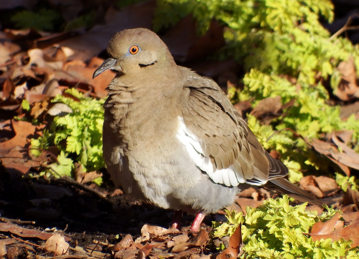 White-winged Dove - ML225646451