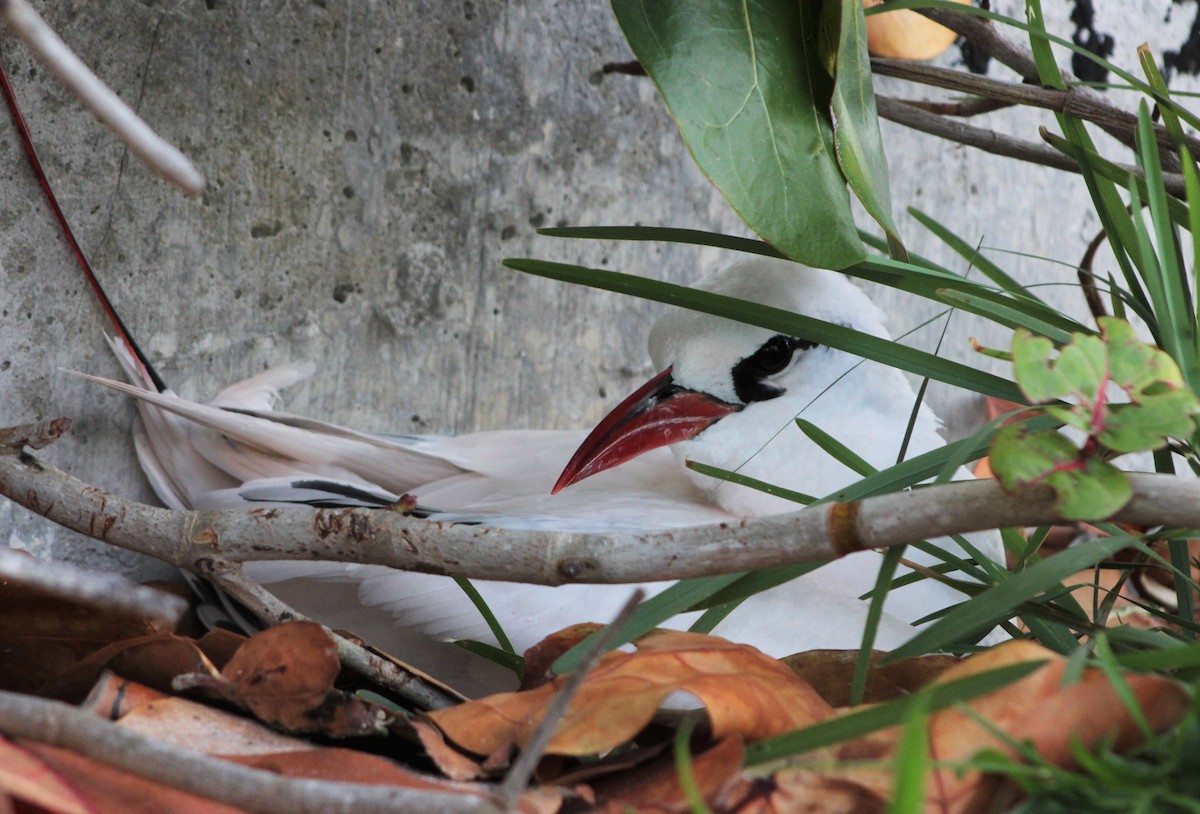 Red-tailed Tropicbird - ML225647111