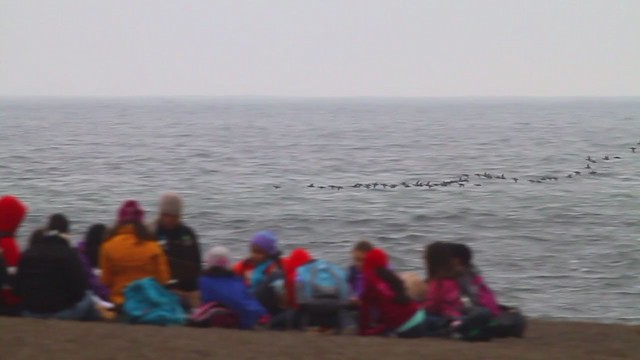 Surf Scoter - ML225647221