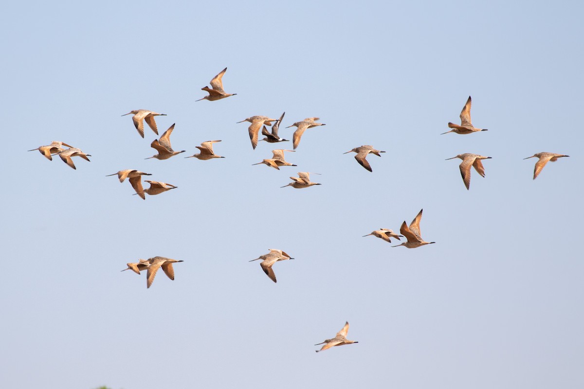 Hudsonian Godwit - Nathan Ukens