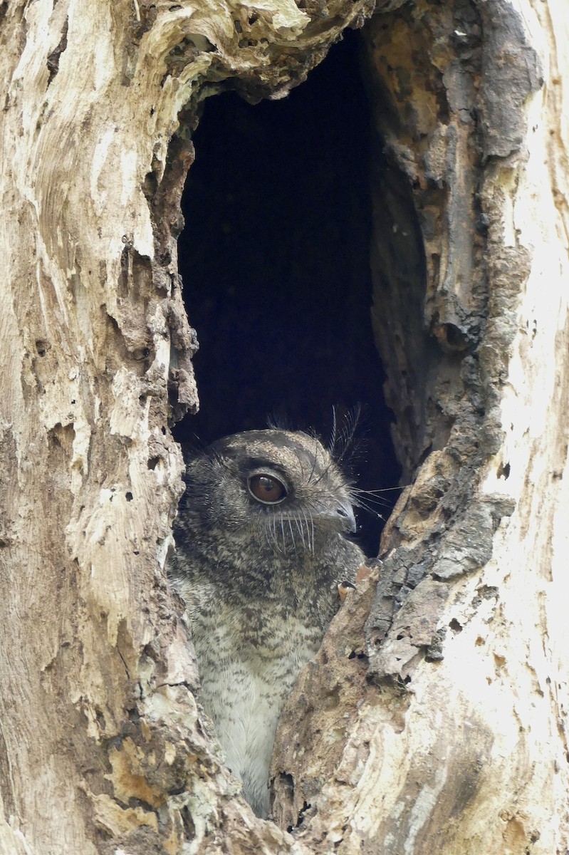 Barred Owlet-nightjar - Chris Barnes